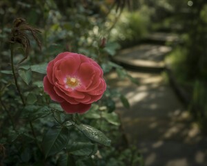 Vibrant Red Camellia Bloom in a Serene Garden Setting.