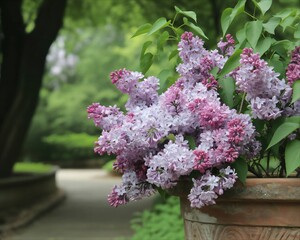 Vibrant purple and pink lilac blossoms in a terracotta pot with a blurred garden path in the background.