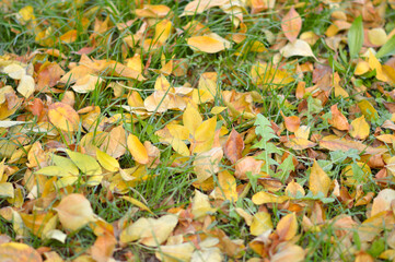 fallen colorful autumn leaves background