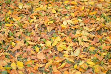 fallen colorful autumn leaves background