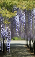 Beautiful purple wisteria flowers hanging in a garden path on a sunny day.