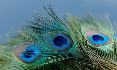 Obraz premium close-up of peacock feathers, showcasing their vibrant colors and intricate pattern