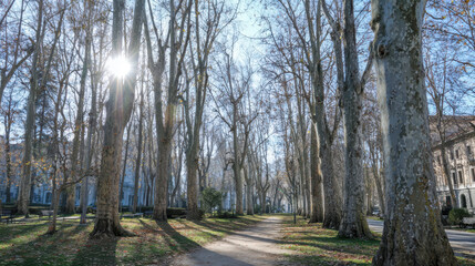 Fototapeta premium Sunlight filters through tall trees lining a serene pathway in a tranquil park, showcasing the beauty of nature and inviting peaceful outdoor experiences