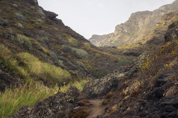 Exploring the Hidden Beauty of Afur Ravine in Tenerife's Anaga Mountains
