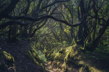 Experience the Enchanting Beauty of Laurisilva Forest in Anaga, Tenerife