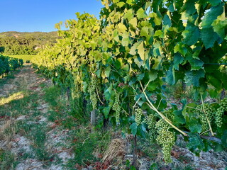 Grape plantations in Tuscany. Near towns Cetona and Piazze. View of the Tuscan mountains. Blue sky