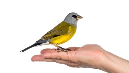 Obraz premium A small bird perched on a human hand against a white background