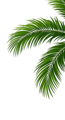 Tropical palm leaf with overlapping fronds, exotic green foliage element isolated on transparent background