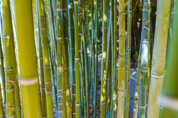 bamboo plant trunks
