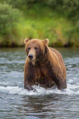 Obraz premium Brown bear wading through river, determined and focused, showcasing the wild beauty and power of nature in Alaska river.