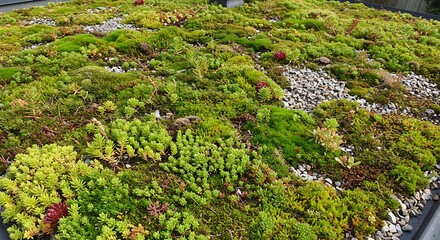 Green roof ecosystem of various plants and vegetation natural environment