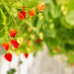 Ripe and unripe strawberries hanging from vines in a modern hydroponic greenhouse or vertical farm, showcasing sustainable and intensive farming.
