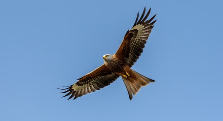 Fototapeta premium Majestic bird of prey soaring against clear blue sky background