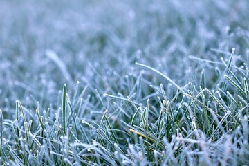 A close-up, horizontal view of blades of green grass covered in a delicate layer of white frost, icy texture. A beautiful bokeh-filled background.