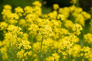 Turkish wartycabbage yellow wild flowers Bunias orientalis, hill mustard or turkish rocket flowers