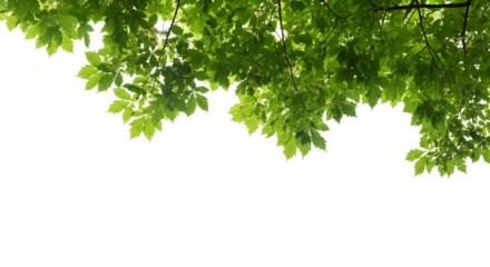 Dense green canopy of tree leaves forming natural hanging foliage, botanical element isolated on transparent background