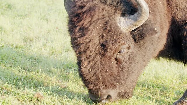 Close-up side view of woolly bison eating grass, head and face profile