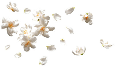 Delicate white blossoms and petals scattered on transparent background