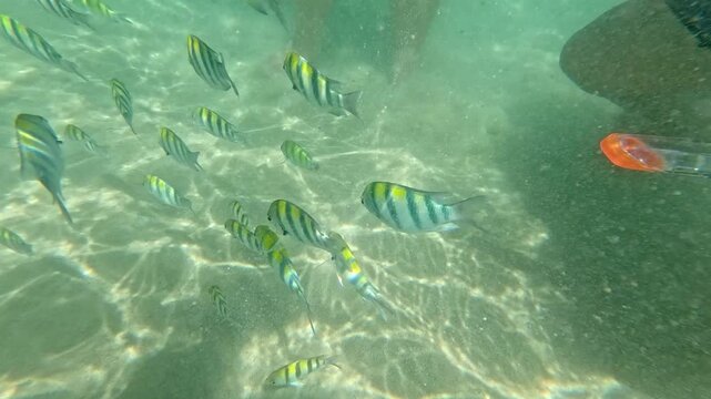 Submerging underwater to show sergeant major or Abudefduf saxatilis swimming among legs of people in the shallow seawater in the coast of Krabi, Thailand