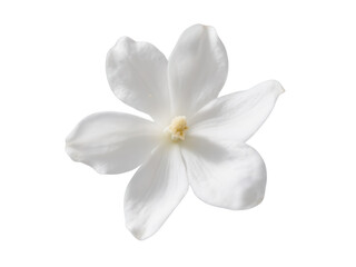 Obraz premium White Gardenia Flower, Elegant and Fragrant