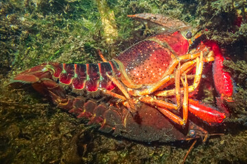 Mating pair of red swamp crayfish (Procambarus clarkii) underwater, showing vibrant colors and natural behavior of this invasive freshwater species