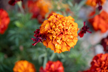 Flowers marigolds (tagetes) blooming in flower garden, floral background with marigolds tagetes, marigolds tagetes close up