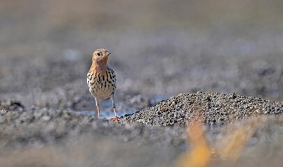 
The Red-throated Pipit (Anthus cervinus) is a species found in swamps and tundras in northern Asia, Europe, and Africa.