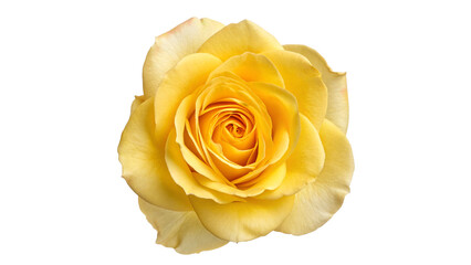 Bright yellow rose blooms beautifully  isolated on transparent background