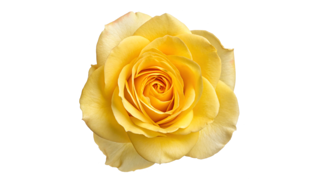 Bright yellow rose blooms beautifully  isolated on transparent background - Powered by Adobe