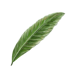  Loquat leaf. Green and long plant or feather. Botanical illustration. Green stem and veins. Velvet texture. Fruit background. Watercolor illustration isolated from the background. Hand-drawn.