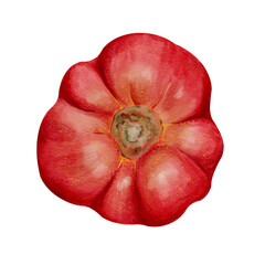 A large, juicy tomato with veins and folds. A ripe red vegetable. Autumn harvest for the fair. Watercolor illustration without background. Hand-drawn.