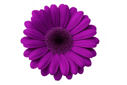 Purple gerbera daisy blooming cut out flower - Powered by Adobe