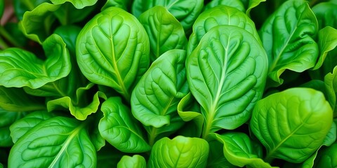 Obraz premium Vibrant green spinach leaves, fresh and crisp, harvest, spring