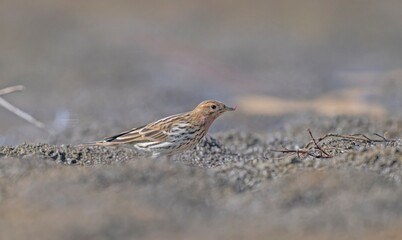 
The Red-throated Pipit (Anthus cervinus) is a species found in swamps and tundras in northern Asia, Europe, and Africa.