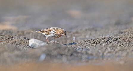 
The Red-throated Pipit (Anthus cervinus) is a species found in swamps and tundras in northern Asia, Europe, and Africa.