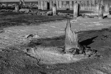 Decayed post in salt flat