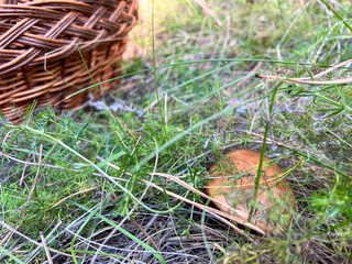 Foraging mushroom in forest finding edible fungi