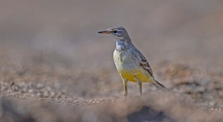 The Grey Wagtail (Motacilla cinerea) is a species that lives near wetlands and feeds on flies,...