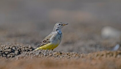 The Grey Wagtail (Motacilla cinerea) is a species that lives near wetlands and feeds on flies, insects, and mollusks.