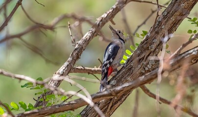 
The Syrian Woodpecker (Dendrocopos syriacus) is a woodpecker species widespread in Asia and Europe. It lives in forested areas.