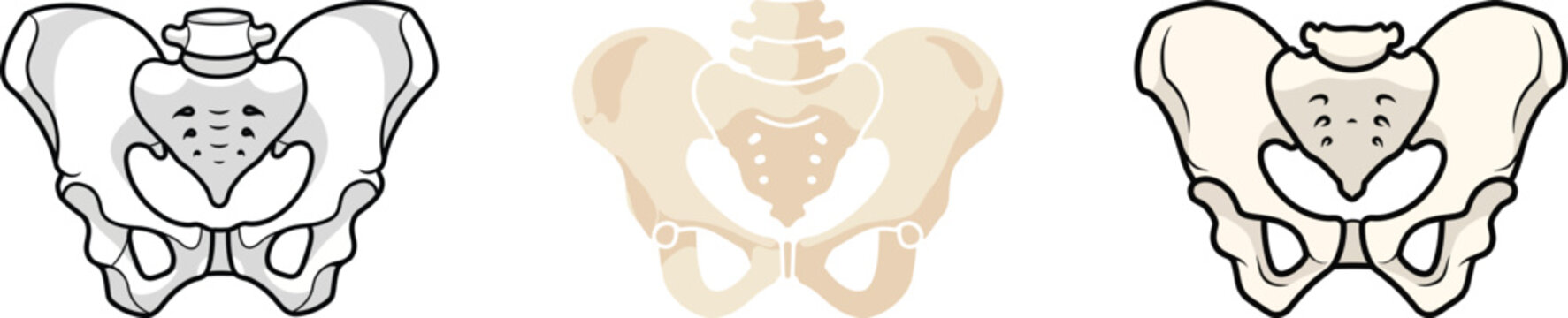 Pelvic Bone Illustrations Anatomy and Skeletal Structure