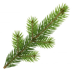 Obraz premium Green pine branch isolated on a transparent background