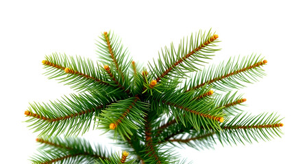 PNG  Christmas tree pine garland spruce plant fir.