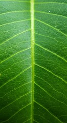 Obraz premium Detailed close-up of a vibrant green leaf showcasing intricate venation patterns and texture