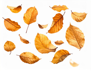 Scattered autumn leaves in warm golden brown hues falling leaves dry leaves