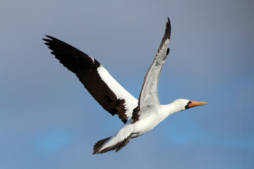 Masked booby or Nazca booby while flying, Galapagos Island, Ecuador, South America