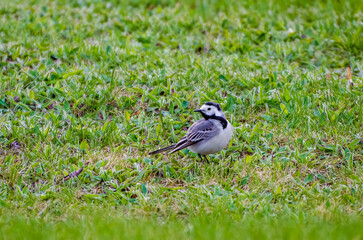 Small white wagtail bird standing on green grass field during springtime day. Bird calmly standing on grass, low angle view, natural light, peaceful mood, concept of wildlife, freedom, simplicity.