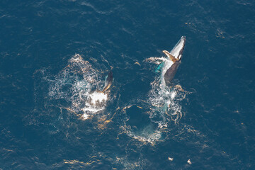 Top down aerial view of Humpback Whales with their young calf swimming alongside each other and breaching for air off the coast of northern New South Wales, Australia 