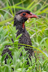 Swainson’s Spurfowl (Bosveldfisant) (Pternistis swainsonii) in the Addo National Park, Gqeberha, South Africa 