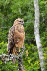 Common buzzard (Buteo vulpinus) (Bruinjakkalsvoël) in the Camdeboo National Park, Graaf Reinett, Eastern Cape, South Africa 